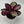 Calathea Roseopicta 'Pale Rosy'