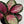 Calathea Roseopicta 'Pale Rosy'