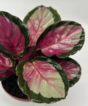 Calathea Roseopicta 'Pale Rosy'