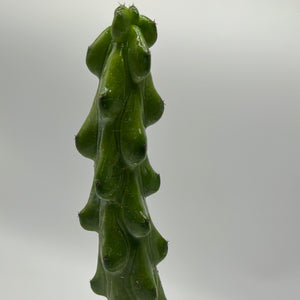 Boobie Cactus