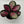 Calathea Roseopicta 'Pale Rosy'