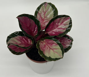 Calathea Roseopicta 'Pale Rosy'