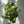 Pothos Marble Queen