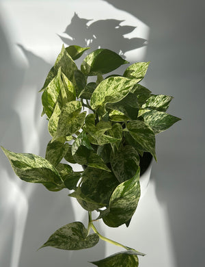 Pothos Marble Queen