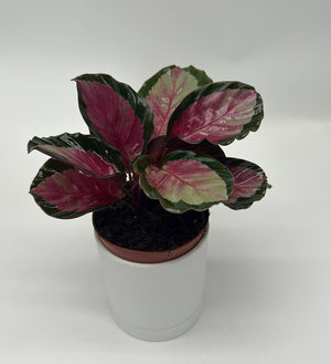 Calathea Roseopicta 'Pale Rosy'