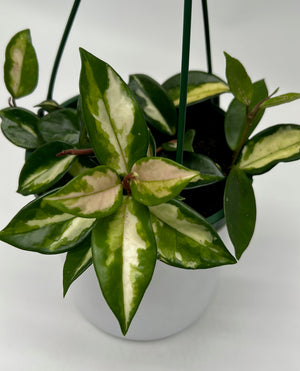 Hoya Carnosa
