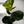 Ficus Fiddle Leaf Fig