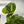 Ficus Fiddle Leaf Fig