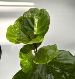 Ficus Fiddle Leaf Fig
