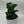 Ficus Fiddle Leaf Fig