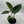 Alocasia Elephant Ear (Wentii)