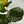 Ficus Fiddle Leaf Fig