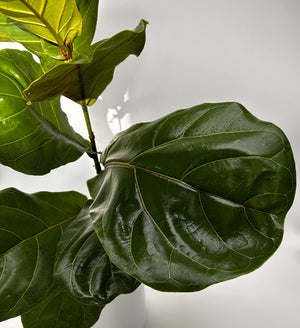 Ficus Fiddle Leaf Fig