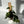 Philodendron Micans