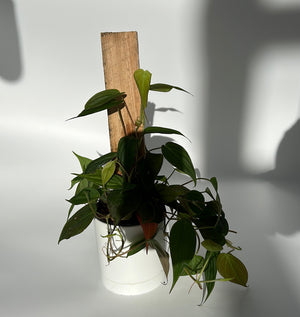 Philodendron Micans