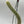 Variegated Monkey Tail Cactus
