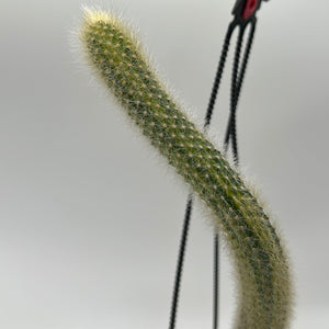 Variegated Monkey Tail Cactus
