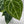Anthurium Crystallinum