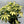 Variegated Umbrella Bush