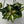 Hoya Carnosa