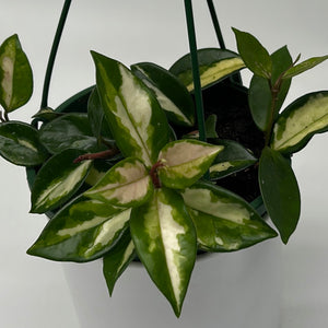 Hoya Carnosa