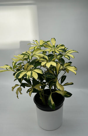Variegated Umbrella Bush