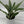Sansevieria Sayuri
