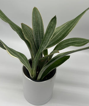 Sansevieria Sayuri