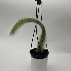 Monkey Tail Cactus