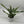 Sansevieria Sayuri