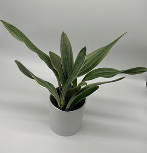 Sansevieria Sayuri