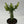 Variegated African Milk Tree (Euphorbia Trigona)