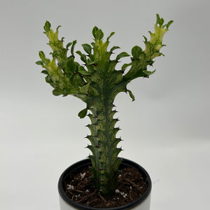 Variegated African Milk Tree (Euphorbia Trigona)