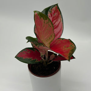 Aglaonema Suksom Jaipong
