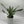 Sansevieria Sayuri