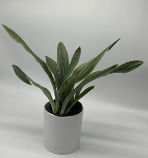 Sansevieria Sayuri