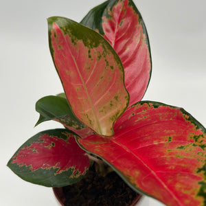 Aglaonema Suksom Jaipong