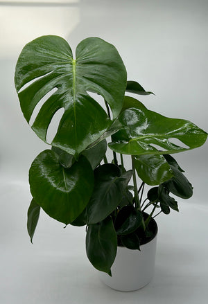 Monstera Deliciosa