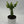 Variegated African Milk Tree (Euphorbia Trigona)