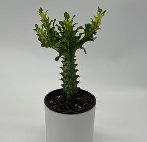 Variegated African Milk Tree (Euphorbia Trigona)