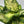 Dieffenbachia ‘Compacta’