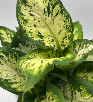 Dieffenbachia ‘Compacta’