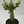 Variegated African Milk Tree (Euphorbia Trigona)