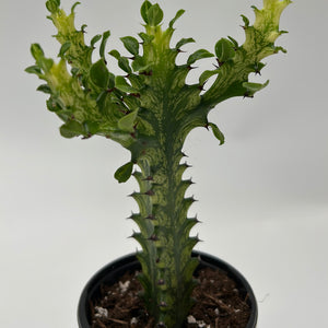 Variegated African Milk Tree (Euphorbia Trigona)