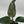 Philodendron Birkin 'Pink'