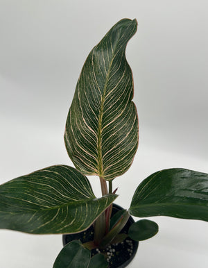Philodendron Birkin 'Pink'