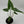 Alocasia Stingray