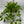 Pothos 'Sao Paulo'