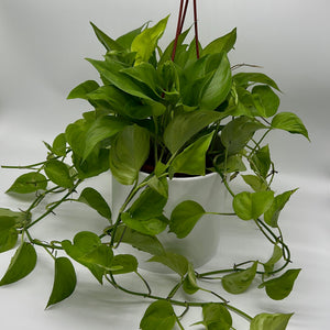 Pothos 'Sao Paulo'