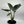 Alocasia Elephant Ear (Wentii)